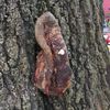 Woman Finds Cow Tongue Nailed To Tree In Bed-Stuy